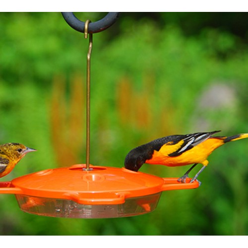aspects 174 oriole feeder aspects 174 oriole feeder