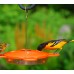 Aspects® Oriole Feeder